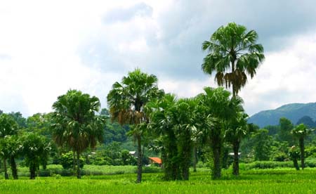 Tại khu du lịch này, quý khách sẽ được hoà mình vào dòng nước khoáng thiên nhiên, về với cội nguồn dân tộc, về với những con người bình dị và cảnh vật hoang sơ.